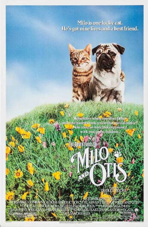 小猫的故事封面图