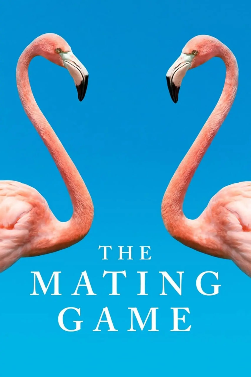 求偶游戏封面图